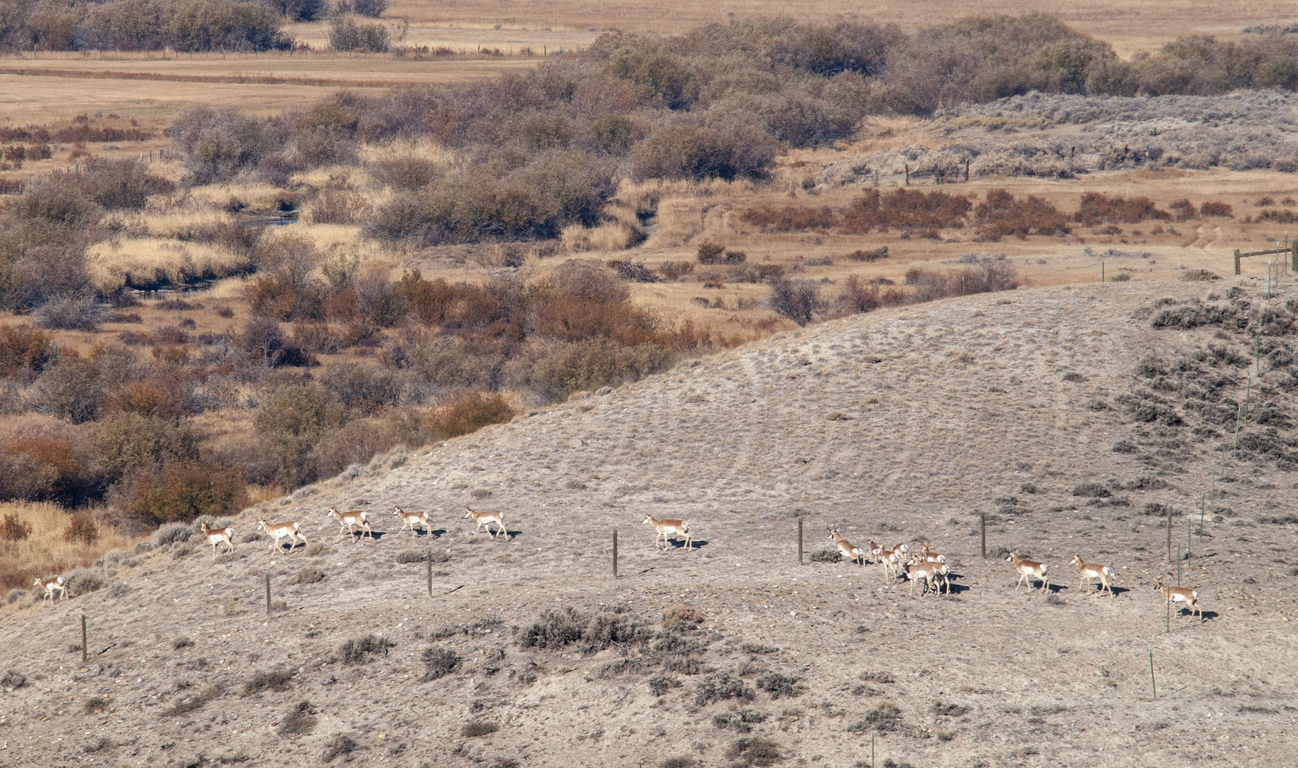 Wildlife migrations